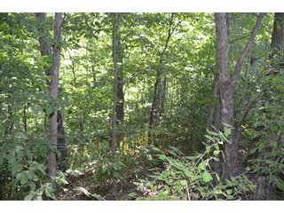 Property photo 14 - 108 +/- Acres Offered in 2 Tracts - Land Auction